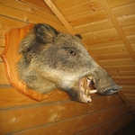 Охотничья база Дивное