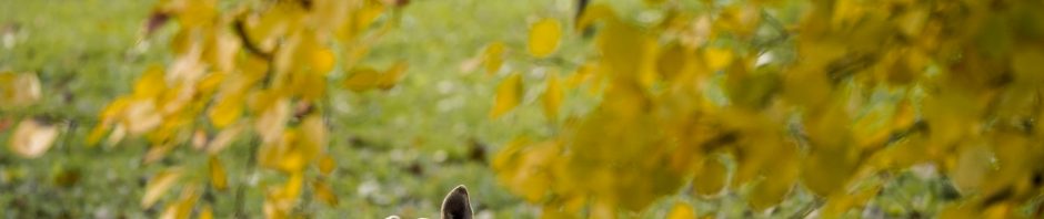 Горячей линии по безнадзорным животным в Подмосковье исполнилось 3 года: обработано более 32 тысяч обращений