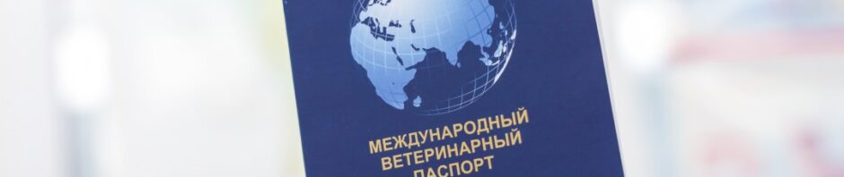 В Подмосковье запустили телеветеринарию